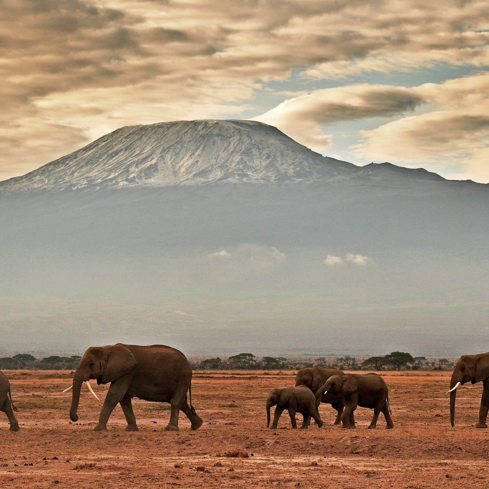 الجفاف يودي بمئات الأفيال والحمير الوحشية في كينيا