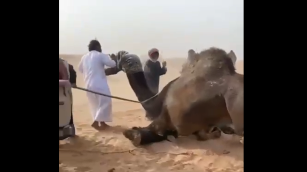 Saudi Arabia .. A clip of a heated battle between two camels that provokes the pioneers of social media