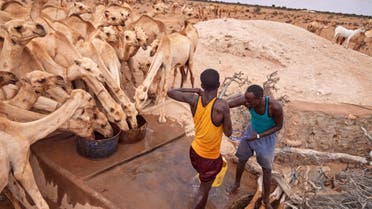 Herders face a struggle to continue their way of life in conflict-torn Somalia, which is facing a climate crisis. (Supplied: ICRC)