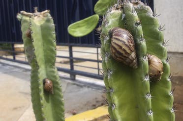Watch.. Giant African snails invade Venezuela