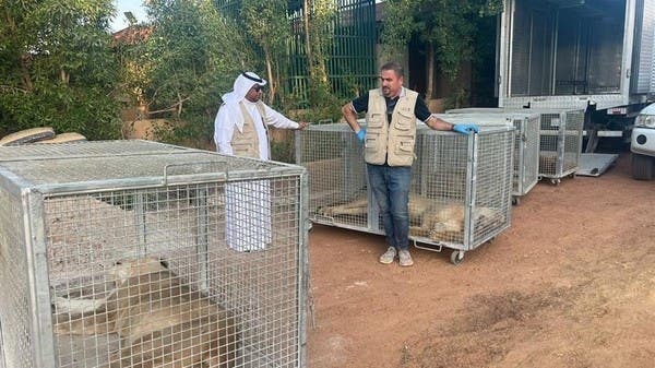 Saudi Arabia.. control of 8 lions and a wolf in a private resting place