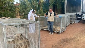 سعودی عرب  میں ریسٹ ہاؤس سے 8  شیر اور ایک بھیڑیا برآمد 