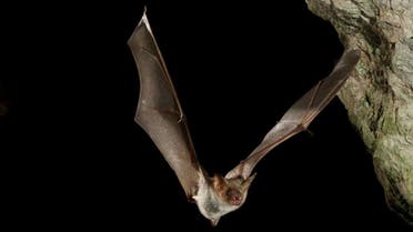 These bats imitate hornets to avoid being eaten by owls