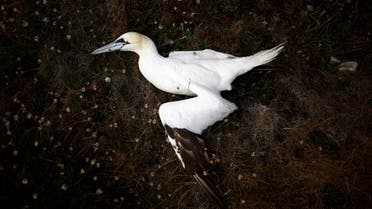 A dead northern gannet is seen near a beach in Pleumeur-Bodou as the Sept-Iles archipelago bird reserve is affected by a severe epidemic of bird flu, off the coast of Perros-Guirec in Brittany, France, September 6, 2022. (File photo: Reuters)