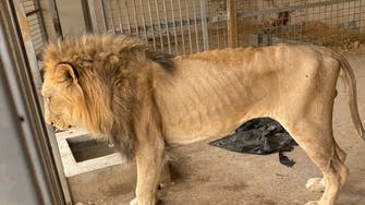 قصیم ریجن میں نجی رہائش گاہ سے 4 نایاب شیروں کے پکڑے جانے کی تفصیلات
