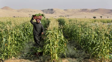 File photo showing a farmer carrying a box containing freshly harvested corn on a farm in Al-Kharj, 77 km (48 miles) south of Riyadh December 20, 2013. (Photo used for illustrative purposes, Reuters)