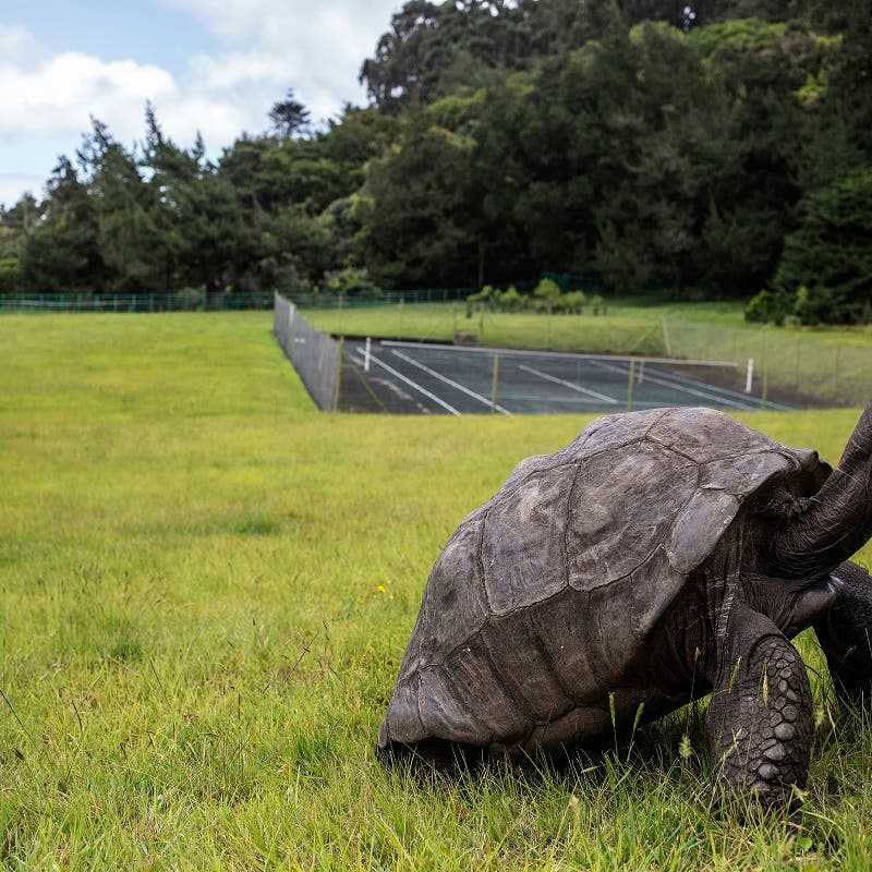 Jonathan the tortoise, world's oldest land animal, celebrates his