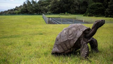 Jonathan, a Seychelles giant tortoise, believed to be the oldest reptile living on earth with and alleged age of 185 years, crawls through the lawn of the Plantation House, the United Kingdom Governor official residence on October 20, 2017 in Saint Helena, a British Overseas Territory in the South Atlantic Ocean. (AFP)