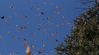 In Mexico, endangered migratory monarch butterflies inspire hopes of a comeback