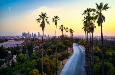 Road with palm trees with Los Angeles in the background. (Unsplash, Venti Views)