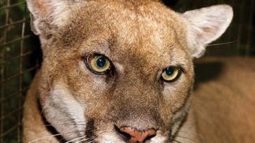 The Los Angeles area’s most famous mountain lion, an aged wild male feline sighted around the city’s Griffith Park, was euthanized, wildlife officials said. (Twitter)
