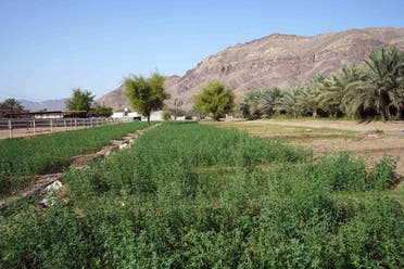 Farmers in Hatta will be provided fertilizers, seeds and seedlings, and training. (Courtesy: WAM)