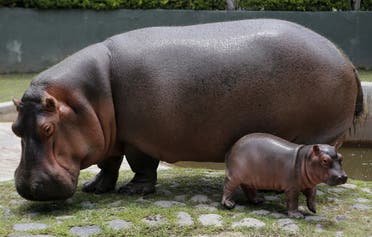 A male hippo calf (Hippopotamus amphibius) born on June 27 walks next to his mother Tami at the Guadalajara Zoo in Guadalajara, Mexico, on July 13, 2021. (AFP)