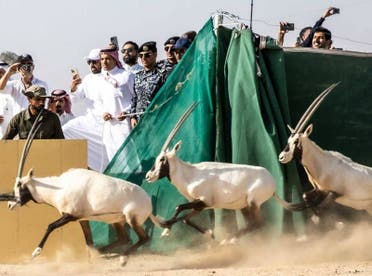 Saudi Arabia has returned endangered oryx to the desert in NEOM; Saudi Arabia’s flagship business and tourism development on the Red Sea for the first time on 100 years. (Supplied: NEOM’s Nature Reserve) 