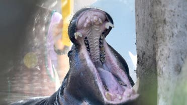 A female pygmy hippo named Chiao Chiu opens her mouth while playing with water at the Taipei Zoo on August 12, 2019. Hippos are native to Africa. (AFP)