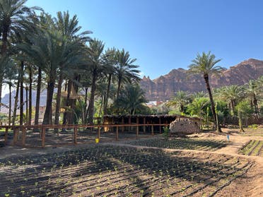 The Oasis farm in AlUla, Saudi Arabia. (Photo by Tamara Abueish)