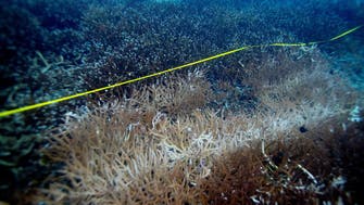 Rapidly spreading yellow-band disease killing Thailand’s coral reefs       