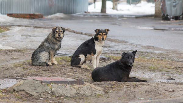 She died of fright.. An Egyptian doctor died after being chased by stray dogs