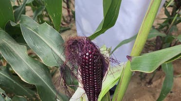 ذرة ملونة
