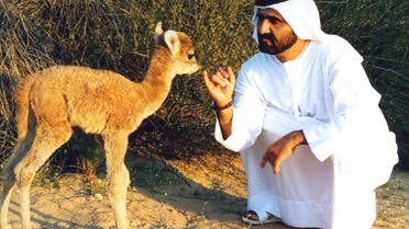 Sheikh Mohammed bin Rashid al-Maktoum plays January 19 with a 5.5 kg (12 pound) 'cama', of which veterianians had successfully cross-bred a camel and a llama in the file photo from 1998. (Reuters)
