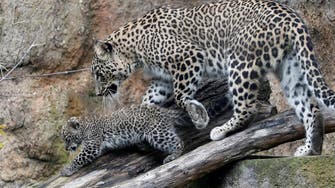 Leopard escapes at Dallas zoo, prompting closure, ‘Code Blue’ alert