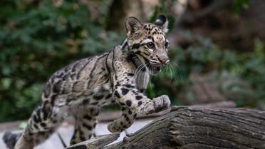 A clouded leopard cub runs at the Mulhouse zoo, eastern France, on August 28, 2020. / AFP / SEBASTIEN BOZON