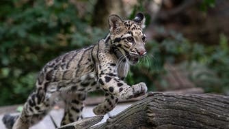 Dallas zoo locates missing clouded leopard near enclosure