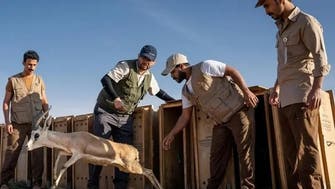 جنگلی  حیات بحالی: سعودی تاریخی مقام ’’العلا‘‘  میں  1580 جانور چھوڑ دئیے گئے