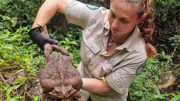 This handout from the Queensland Department of Environment and Science taken on January 12, 2023 and received on January 20 shows a park ranger holding a cane toad weighing 2.7 kilograms discovered in Conway National Park in Australia's state of Queensland. (AFP)