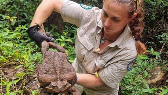 Rangers in Australia find ‘monster’ 2.7kg cane toad