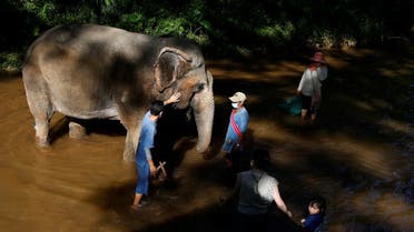 PREVIEW A family plays with an elephant at popular tourist destination Mae Sa Elephant Camp, Reuters