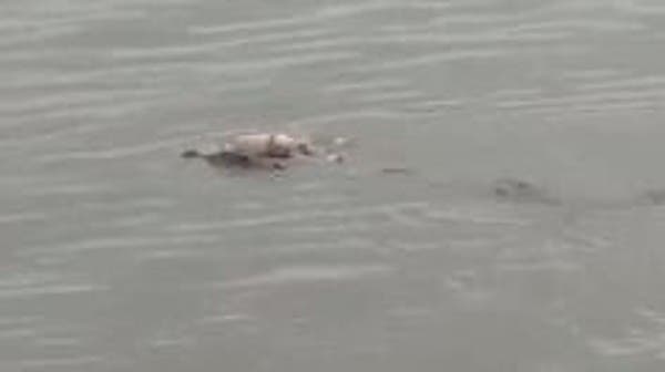 A shocking video of a crocodile returning the body of a drowned child, and his family’s failure to find him