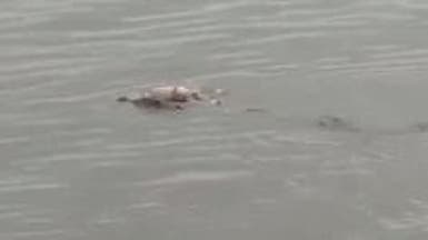 فيديو صادم لتمساح أعاد جثة طفل غرق وفشل أهله بالعثور عليه