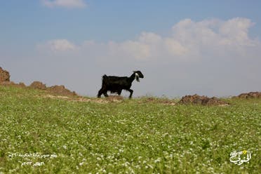 مکہ کی چوٹیوں پر سردیوں کے مظاہر