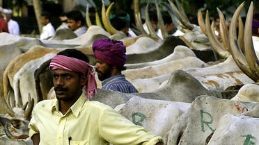 Indian cattle traders wait for trucks to transport their cattle to the neighbouring southern Indian state of Kerala. (File photo: Reuters)