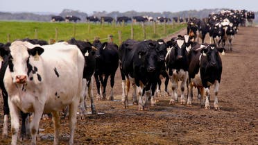 Cows stand together as they walk towards a milking shed on a property that is owned by Van Dieman’s Land Co (VDL), Australia’s largest dairy, located on the windswept northwest coast of the southern island state of Tasmania, near the town of Smithton, Australia, on November 17, 2016. (Reuters) 