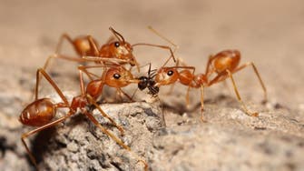 بزرگترین کلونی مورچه روی زمین شش هزار کیلومتر وسعت دارد