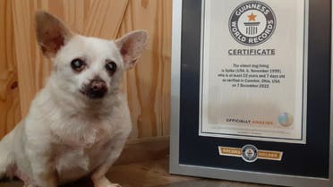 The world's oldest living dog, Spike, poses next to his Guinness World Record certificate. (Credit: Guinness World Records) 