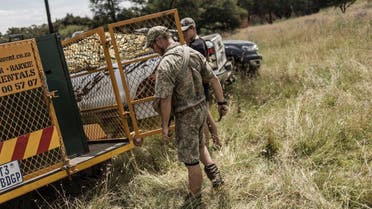 Members of a private anti-poaching unit company prepares a cage in Walkerville, on January 17, 2023 as the search for a missing female tiger who escaped from her private enclosure intensifies. (AFP)
