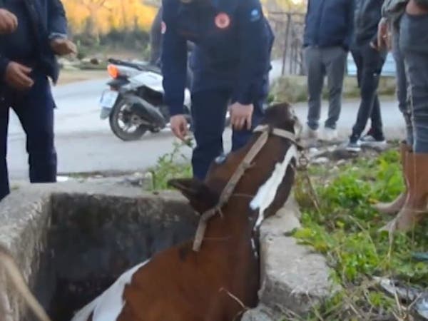 طوارئ قرب أنطاليا التركية.. ساعتان لإنقاذ بقرة سقطت في حفرة للصرف!