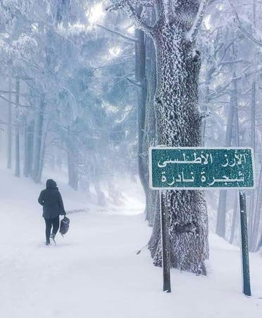تحوز الشريعة على أشجار الأرز النادرة 