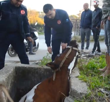 The cow was fortunately unhurt but had some difficulty walking after it was rescued, its owner said. (Screengrab)