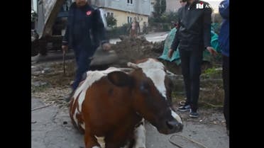 A Turkish rescue team saved a cow that fell in a sewage pit in an operation that took two-hours. (Screengrab)