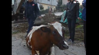 Turkish authorities rescue cow trapped in sewage pit in two-hour operation