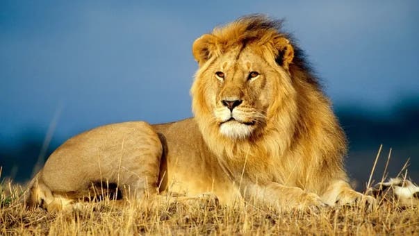 جانوروں کے باڑے میں شیر کی گھاس کھانےکی حیران کن ویڈیو