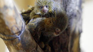 A couple of Marmoset monkeys stand in a tree at their enclosure after having a baby the size of a man's thumb at Skopje Zoo, in Skopje, North Macedonia, October 17, 2021. Picture taken October 17, 2021. (File photo: Reuters)