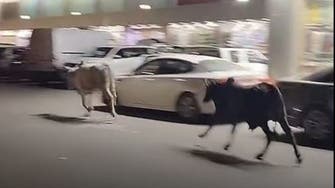 شاهد.. ثيران هائجة تركض في شوارع مكة دون وقوع حوادث