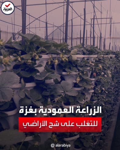 مزارعون يلجأون للزراعة العمودية للتغلب على قلة الأراضي في غزة