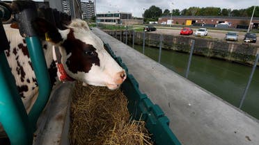 A photo taken on August 30, 2021, shows cows feeding in a floating dairy farm in the port of Rotterdam, a possible future solution to rising waters and climate change. (AFP)