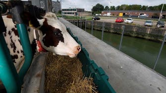 ‘Mad cow’ disease case identified in Netherlands